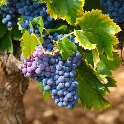 Виноград ЗИЛГА  Виноград ЗИЛГА в Слуцке