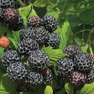 Малина БРИСТОЛЬ  Малина БРИСТОЛЬ в Слуцке