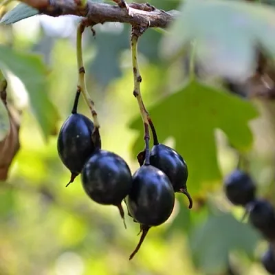 Смородина золотистая ДУСТЛИК  Смородина золотистая ДУСТЛИК в Слуцке