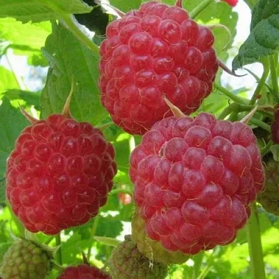 Малина НОВОСТЬ КУЗЬМИНА  Малина НОВОСТЬ КУЗЬМИНА в Слуцке