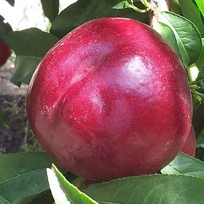 Нектарин ЭКСТРИМ БЬЮТИ в Слуцке