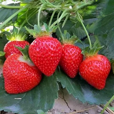 Клубника ТЕА в Слуцке