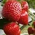 Клубника АРГЕНТЕРА в Слуцке