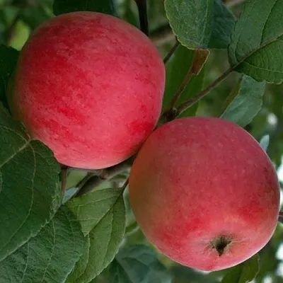 Яблоня СУЙСЛЕПСКОЕ (МАЛИНОВКА) в Слуцке