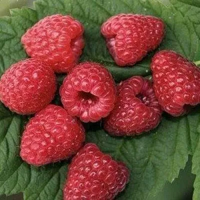 Малина ремонтантная Зюгана Малина ремонтантная Зюгана