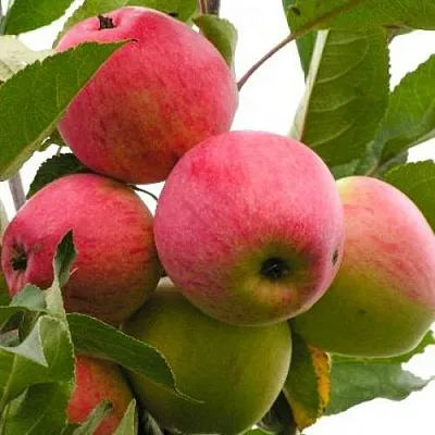 Яблоня МЕЧТА в Слуцке