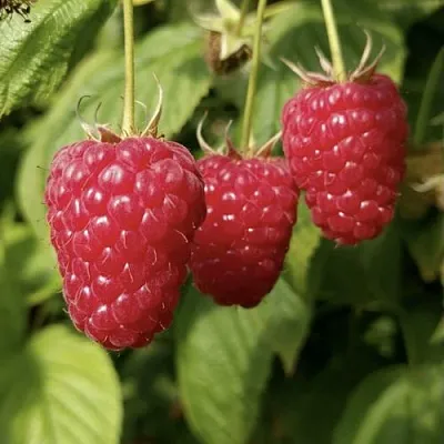 Малина МАПЕМА  Малина МАПЕМА в Слуцке