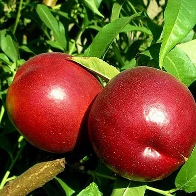 Нектарин НЕКТАРЕД-4 в Слуцке