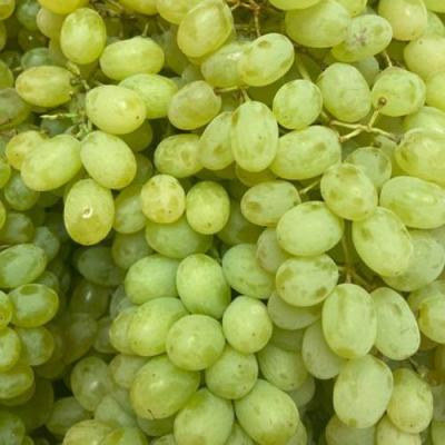 Зеленый в Слуцке