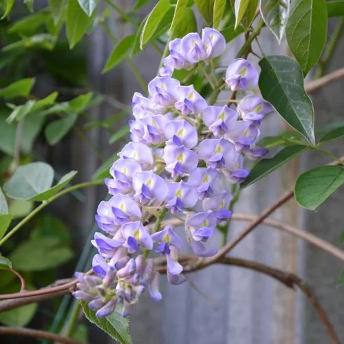 Глициния макростахия БЛЮ МУН в Слуцке