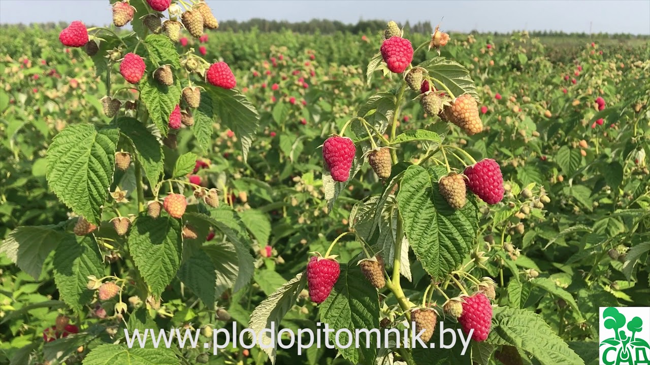 Превью видео