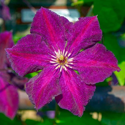 Клематис ГРЮНВАЛЬД в Слуцке