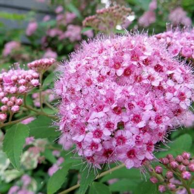 Розовая в Слуцке