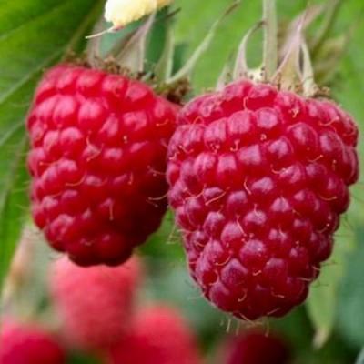 Средняя в Слуцке