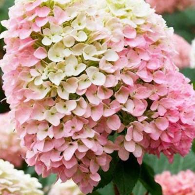 Низкорослые (карликовые) в Слуцке