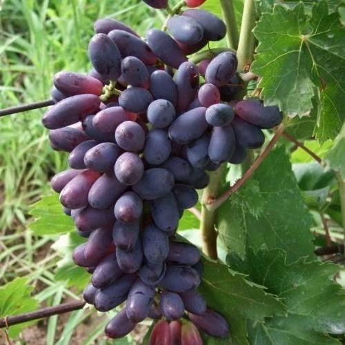 Виноград КИШМИШ ЯСЯ в Слуцке