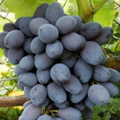 Черный виноград в Слуцке