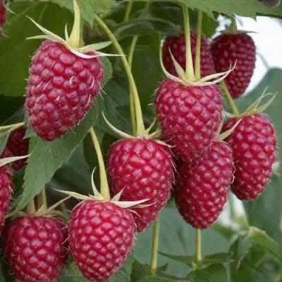 Высокая в Слуцке