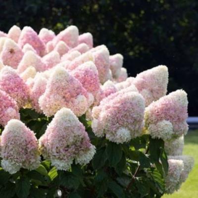 Бело-розовая в Слуцке