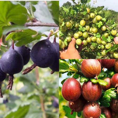 Комплект КРЫЖОВНИК MIX в Слуцке