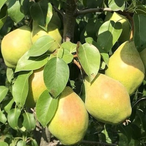 Груша СЕНТЯБРИНА (ДОБРЯНКА) в Слуцке