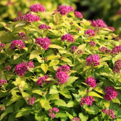 Японская в Слуцке