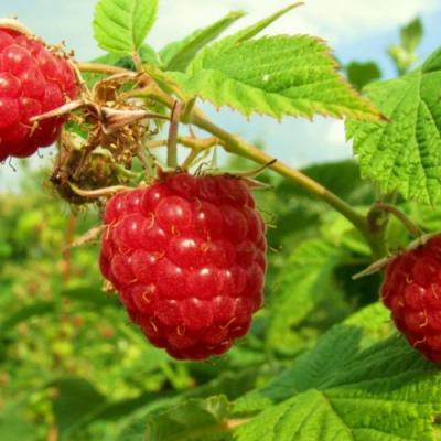 Бесшипная в Слуцке