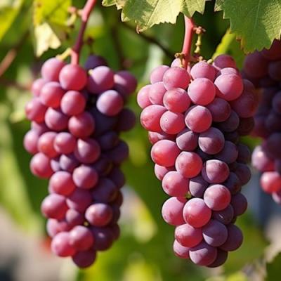 Фиолетовый в Слуцке