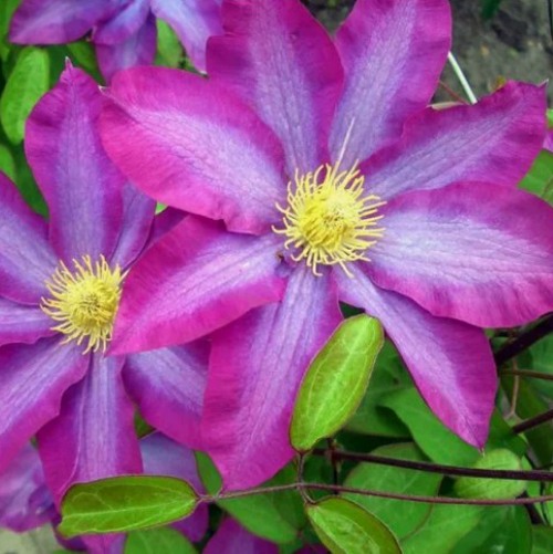 Клематис КАКИО в Слуцке