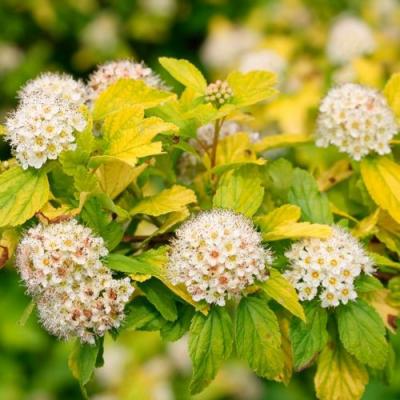 Желтый в Слуцке