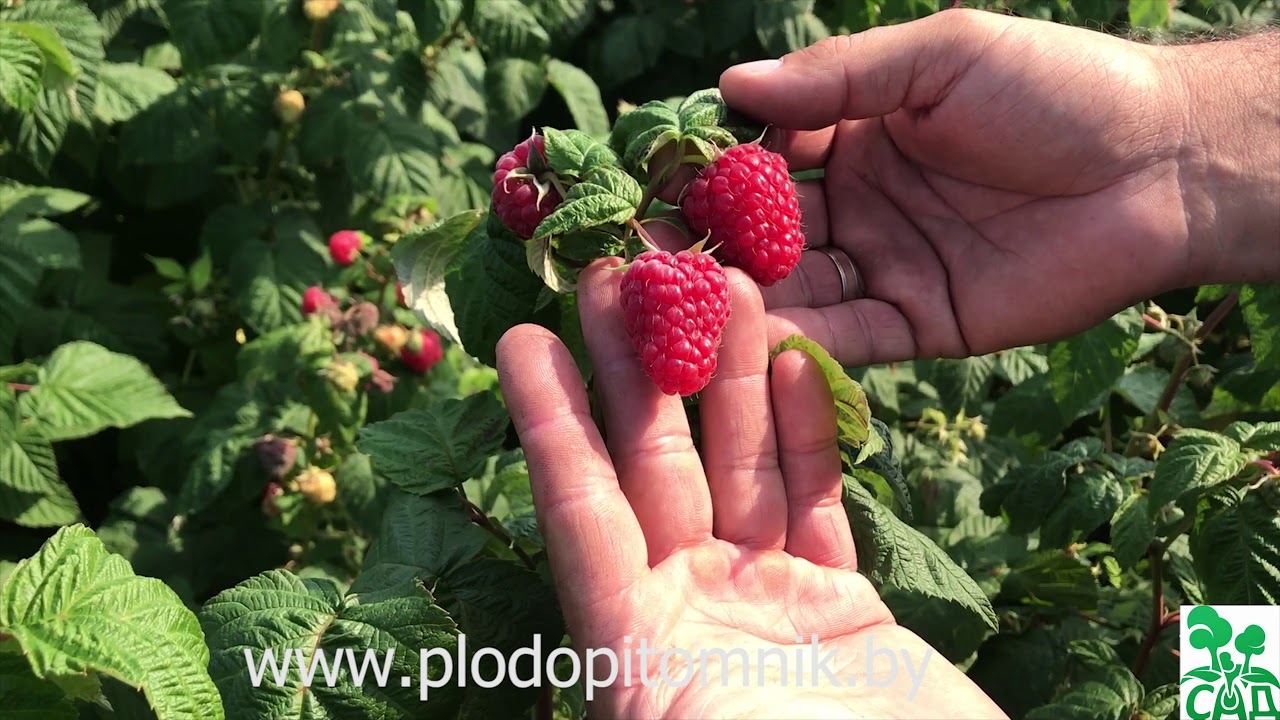 Превью видео