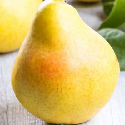 Желтая в Слуцке