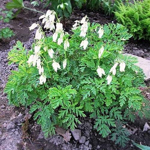 Дицентра красивая АВРОРА в Слуцке