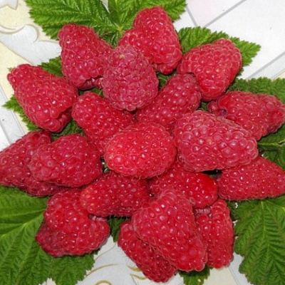 Сладкая в Слуцке