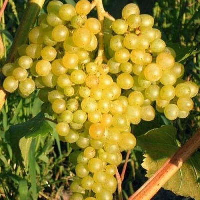 Желтый в Слуцке