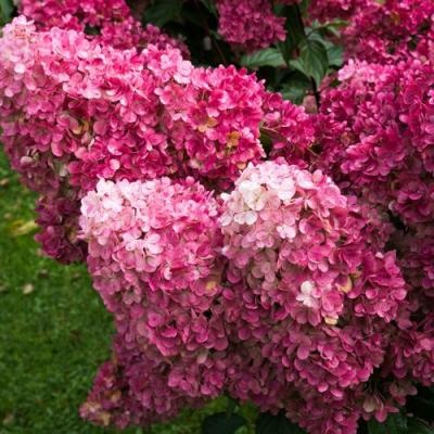 Фрайз в Слуцке