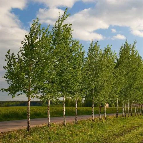 Береза обыкновенная в Слуцке