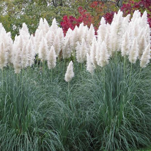 Кортадерия белая (пампасная трава) в Слуцке