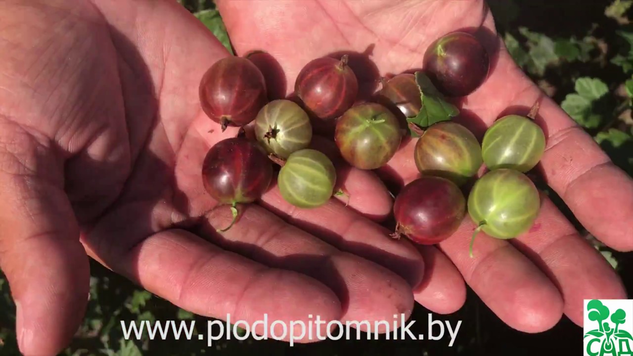 Превью видео