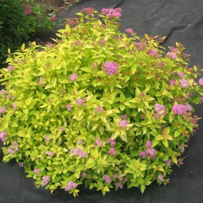 Голден в Слуцке