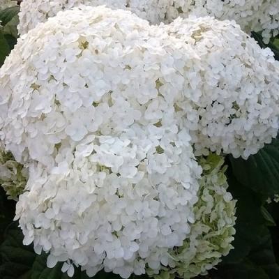 Белая в Слуцке