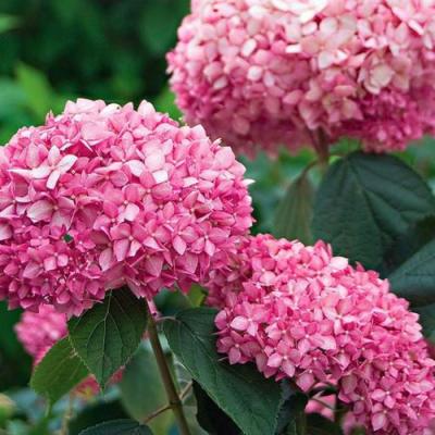 Розовая в Слуцке