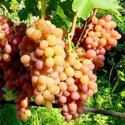 Сладкий в Слуцке