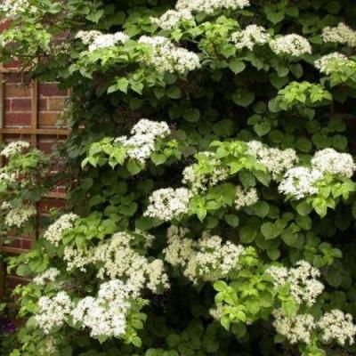 Черешковая в Слуцке