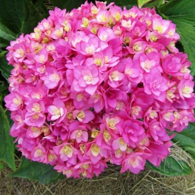 Ремонтантная в Слуцке