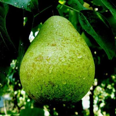 Зеленая в Слуцке