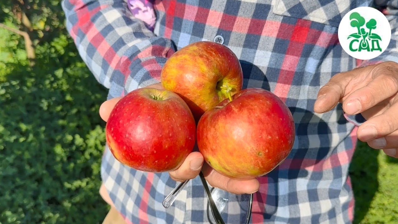 Превью видео