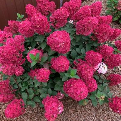 Красная в Слуцке