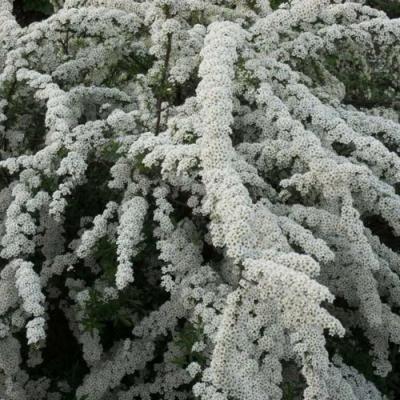 Серая в Слуцке