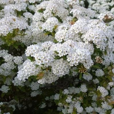 Белая в Слуцке